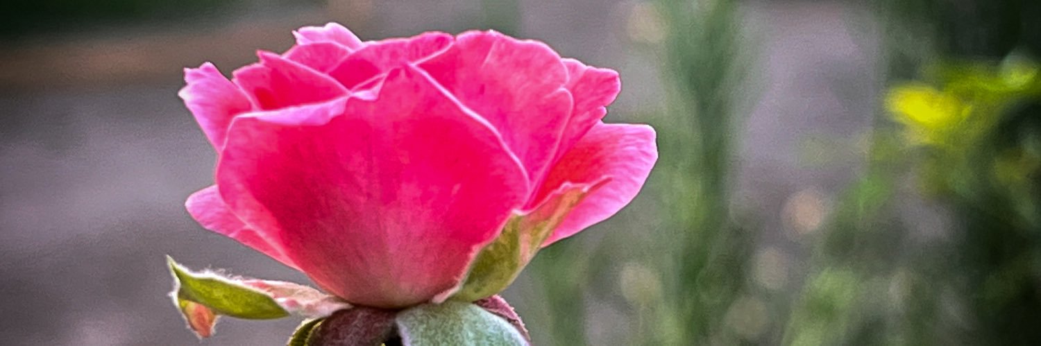 ud_delhi's profile banner image