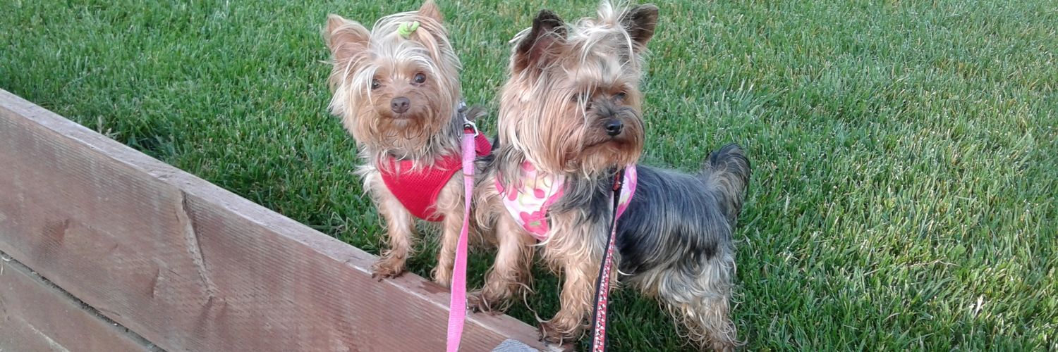 Brandi 🐶🌹🌈⚢🛵 banner