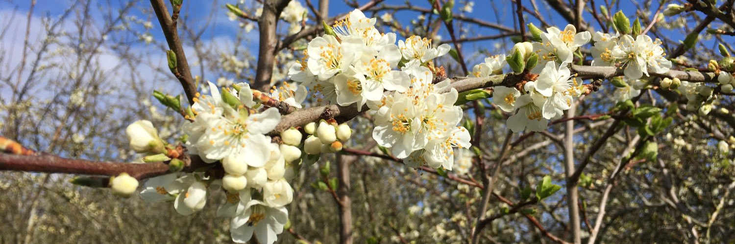 Caroline🏠Kempster banner