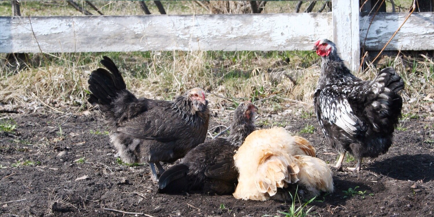 CLUCKRedDeer's profile banner image