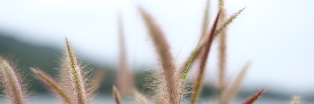 MrPangplus's profile banner image
