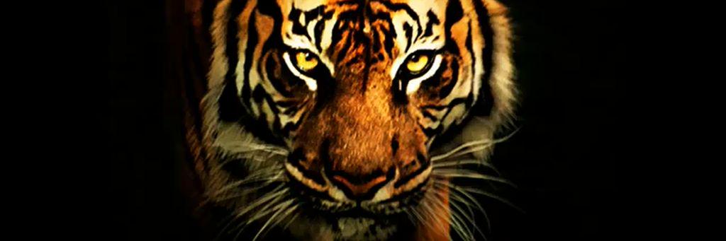 iamAIDIL's profile banner image