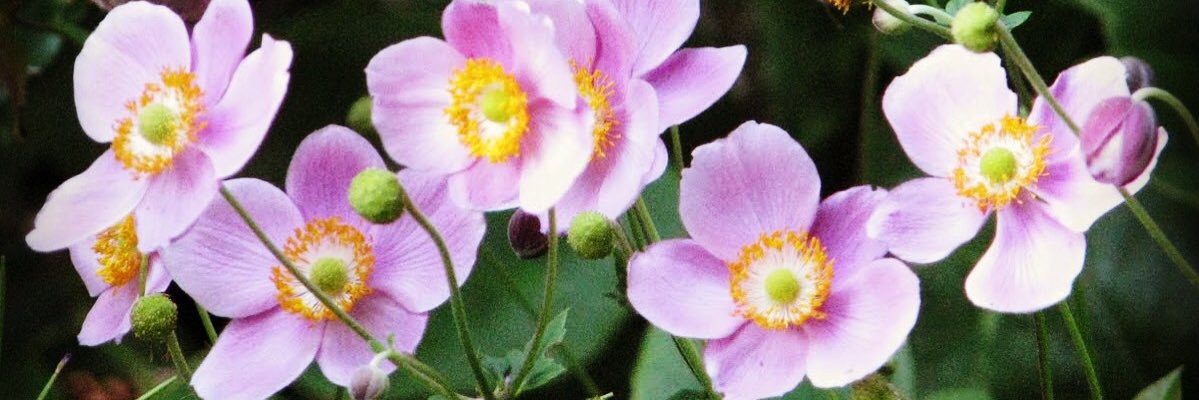 SamarpakBharat's profile banner image