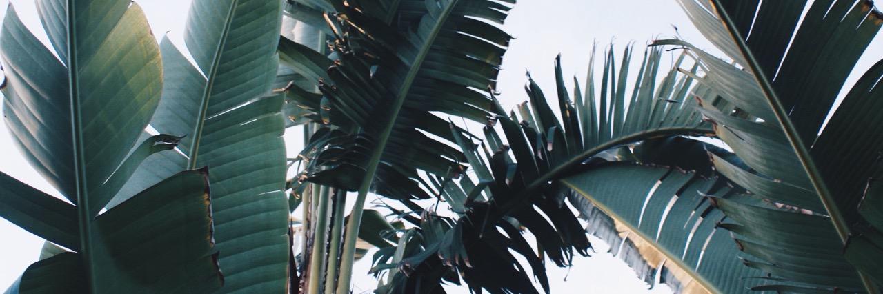 evepickens's profile banner image