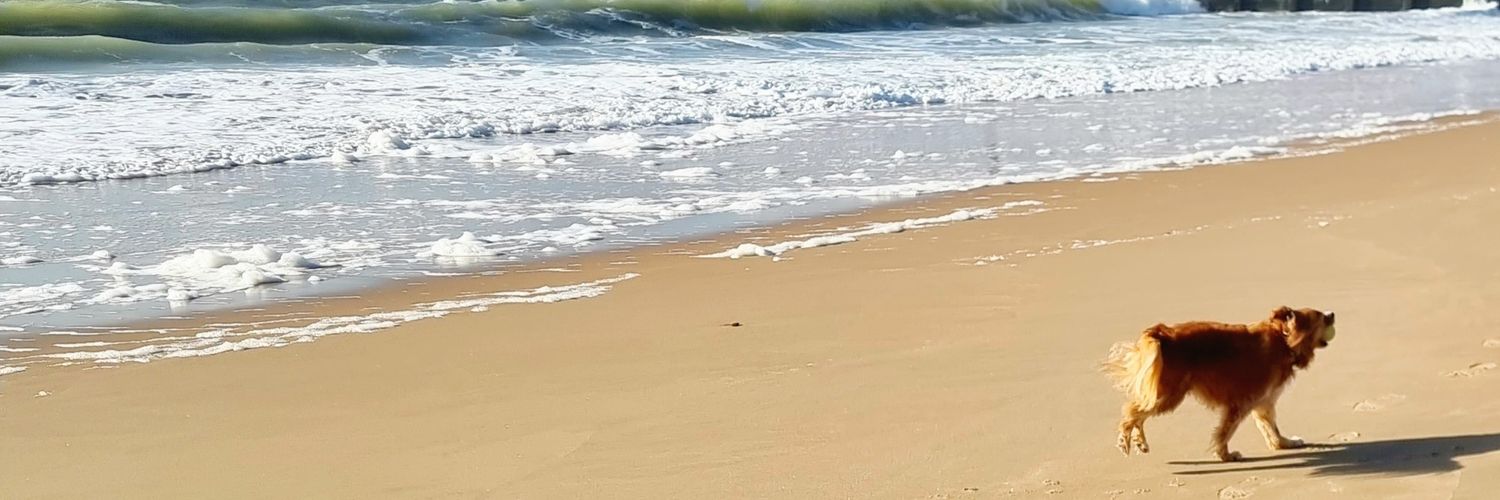 JulieDolbear's profile banner image