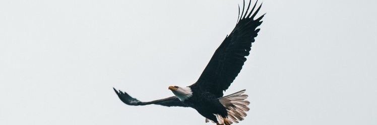 basakzeren's profile banner image