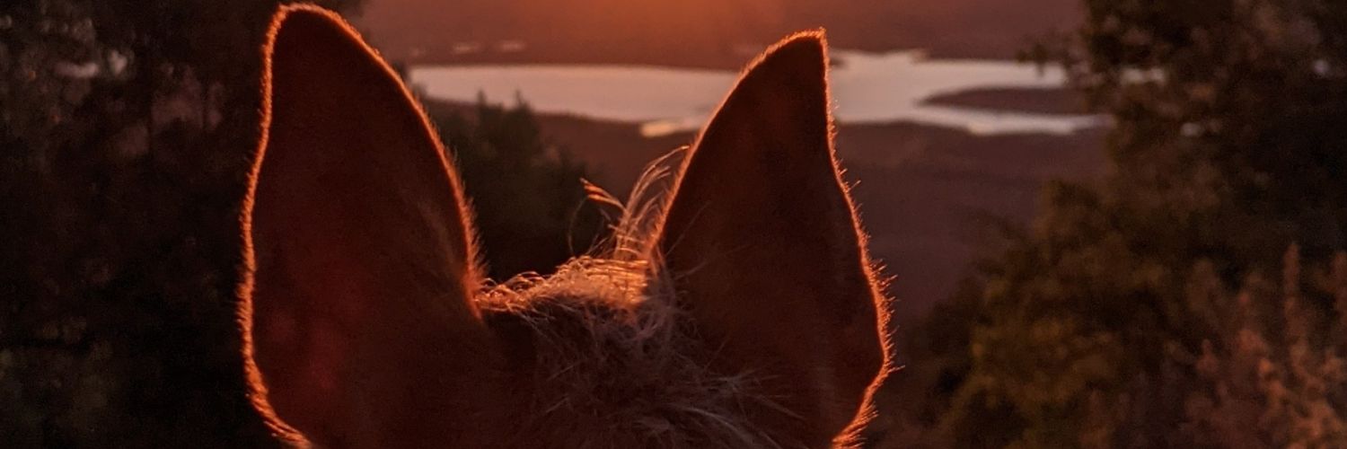 PdePatricio's profile banner image