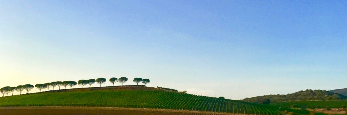 Marco Aliberti banner