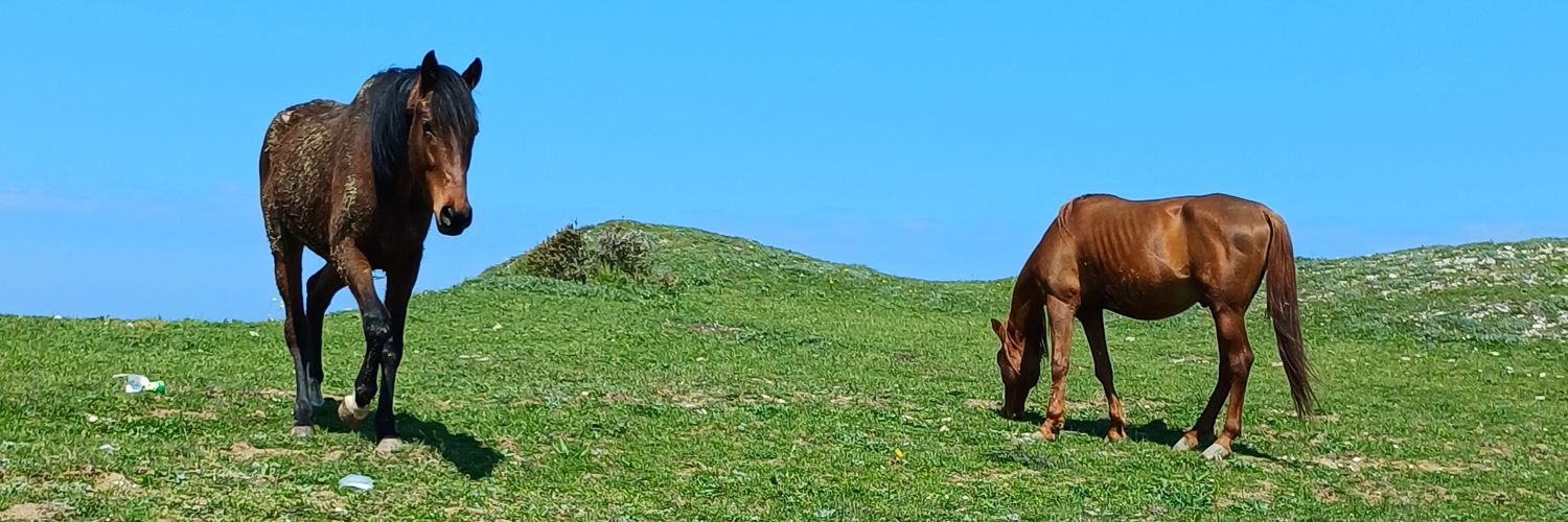ftmflnt's profile banner image