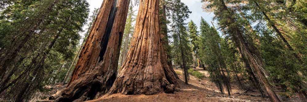 Jarius K. Cooper banner