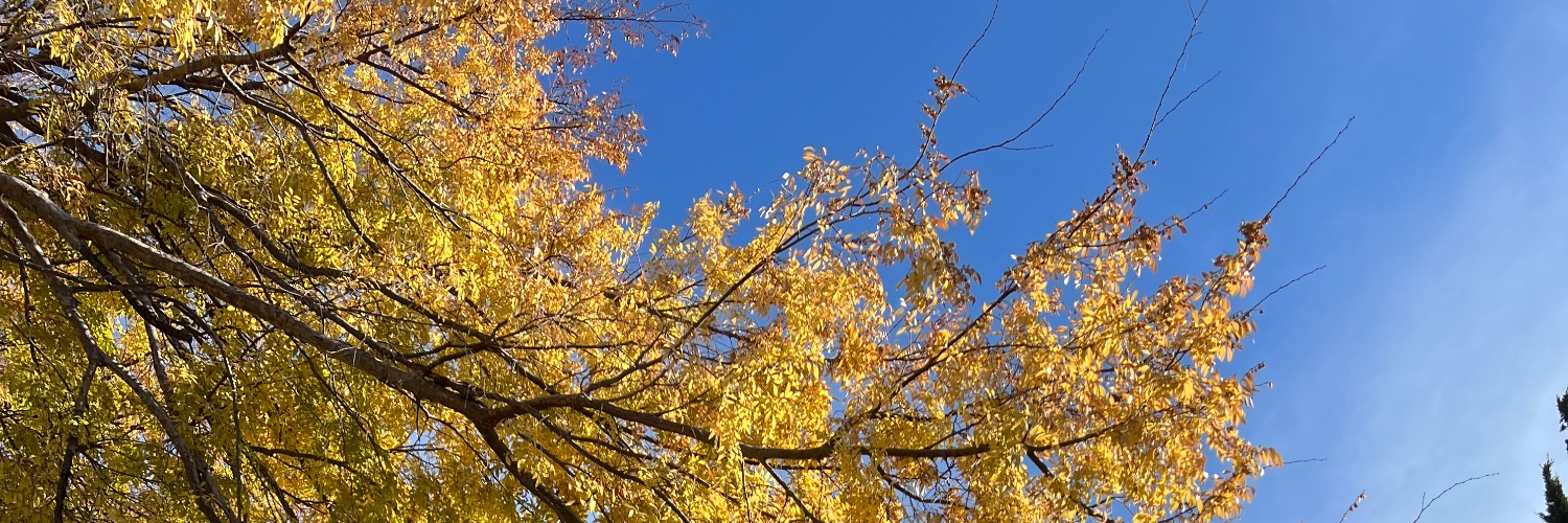 emmmcarp's profile banner image