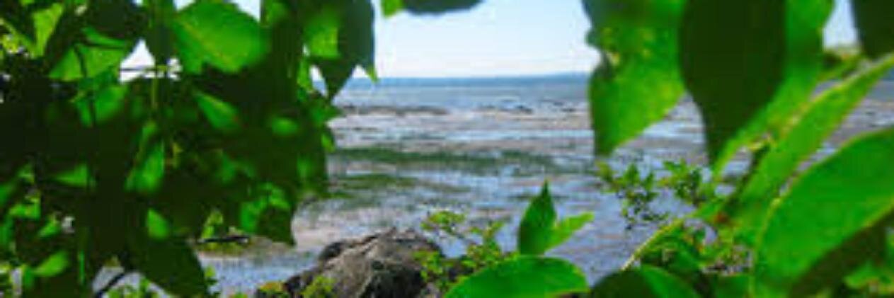 antonellamas's profile banner image