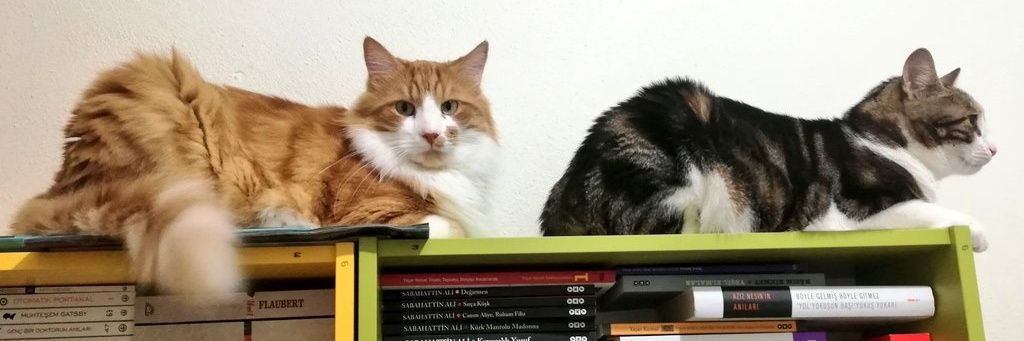 ummuhancelikel's profile banner image