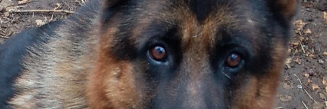 Rolo_Fray's profile banner image