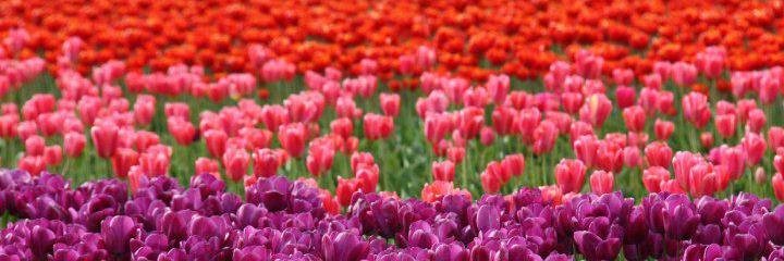 Faiza_PK's profile banner image