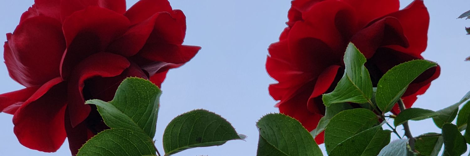 AzuBloo's profile banner image