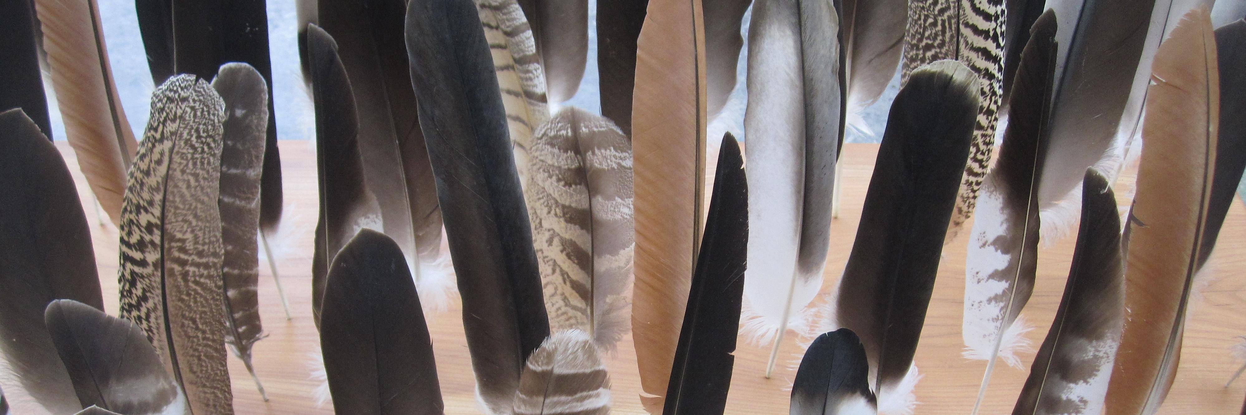 Véronique Bonnet banner