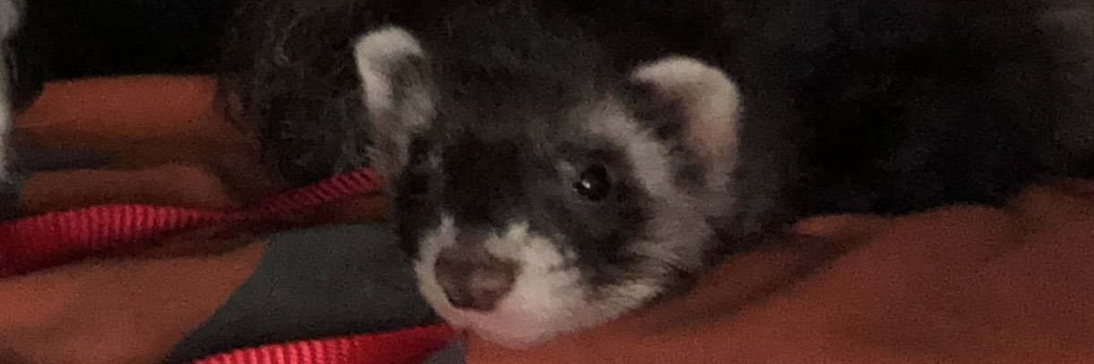KevinScears's profile banner image