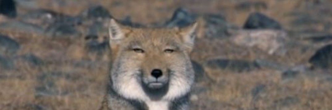 _CozyJob's profile banner image