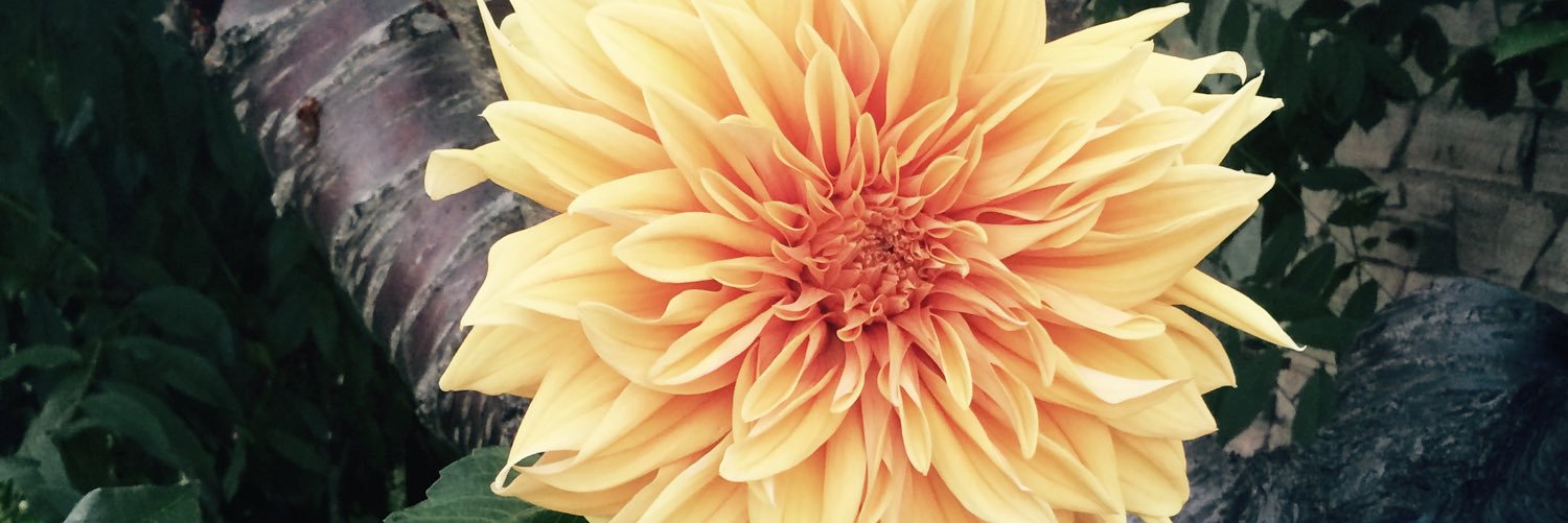 stephhrizzo's profile banner image