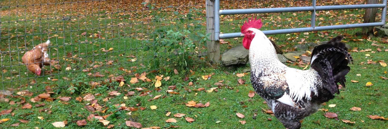 SafeHavenFarm's profile banner image