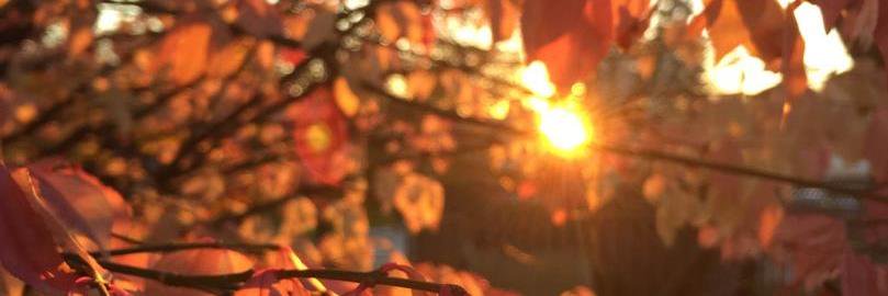 sharonmc44's profile banner image