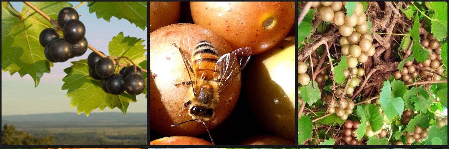 postwinery's profile banner image