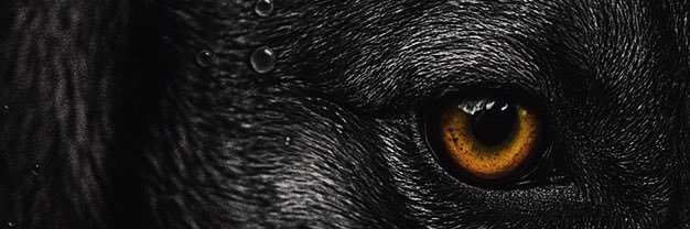 David Gamero banner
