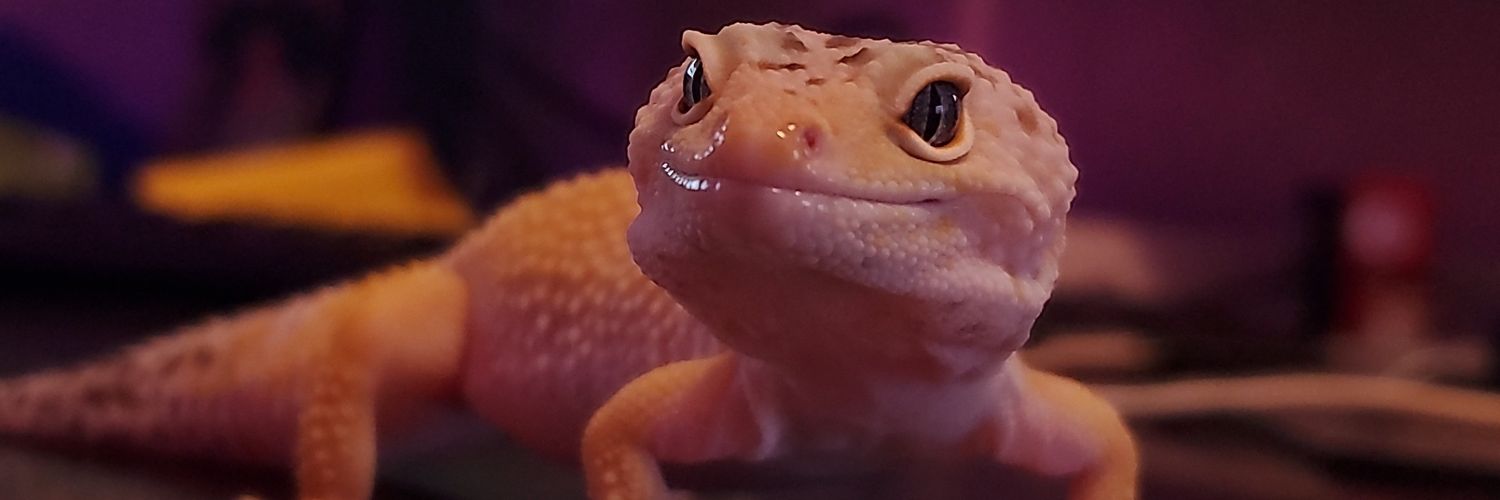 MeganAugustine's profile banner image