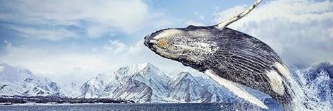 알파별🇰🇷🇱🇷🇯🇵 banner