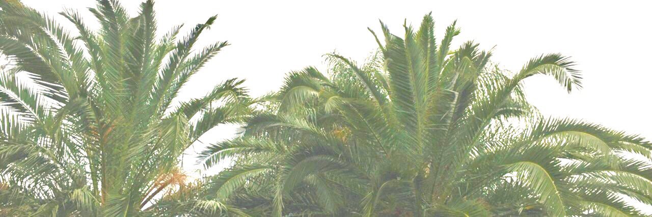 pollilous's profile banner image
