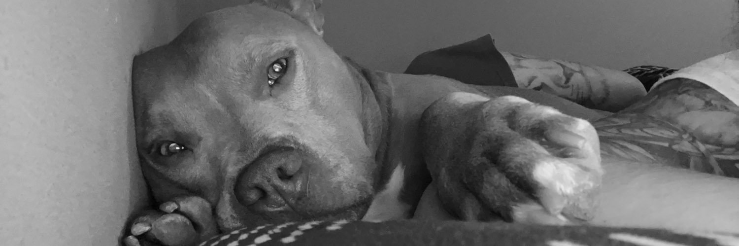 shields_lynn's profile banner image