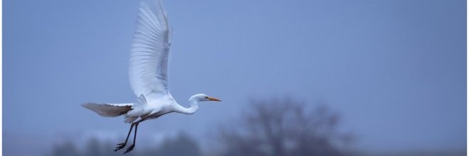 Toyourna | طيورنا banner