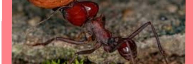 bachaca_one's profile banner image