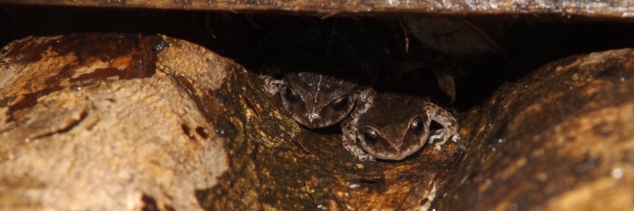 Andrea Chávez banner