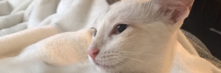KatEliKay's profile banner image