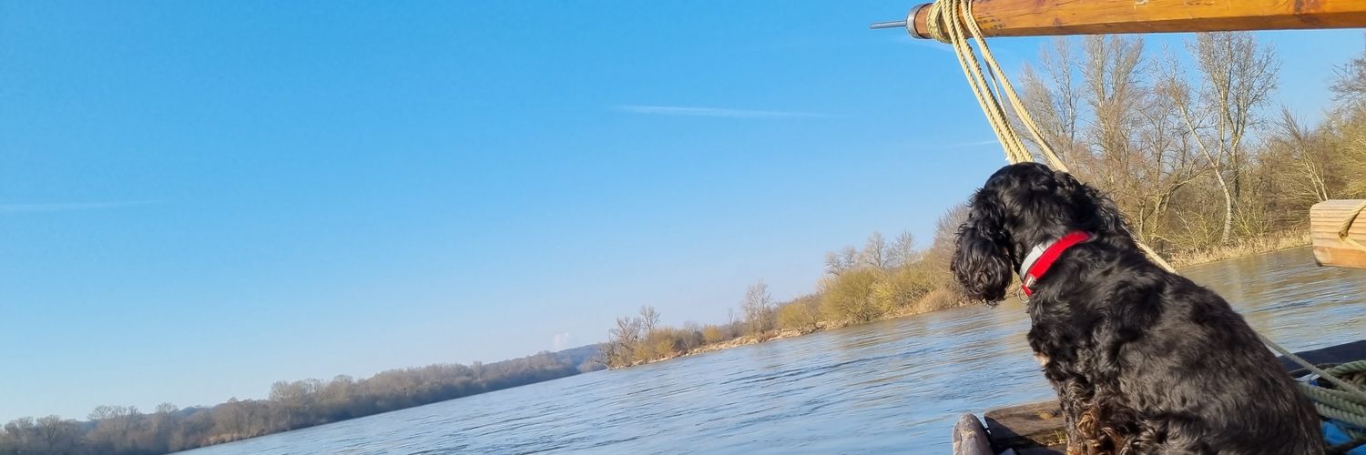 bnevesds's profile banner image