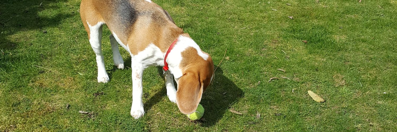 BreaTheBeagle's profile banner image