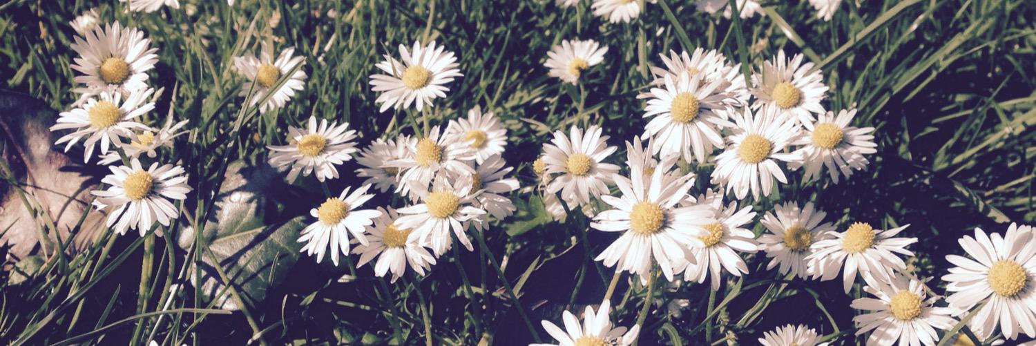 jade_witty's profile banner image