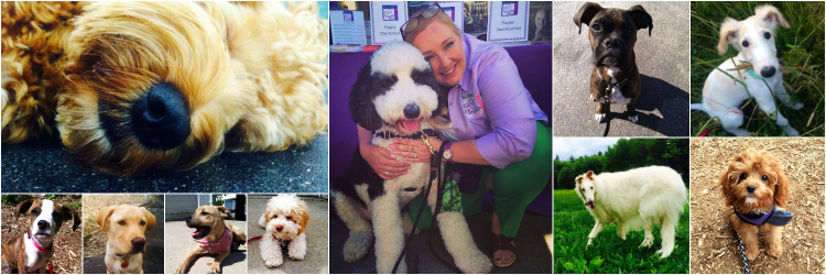 Perfect PetParenting banner