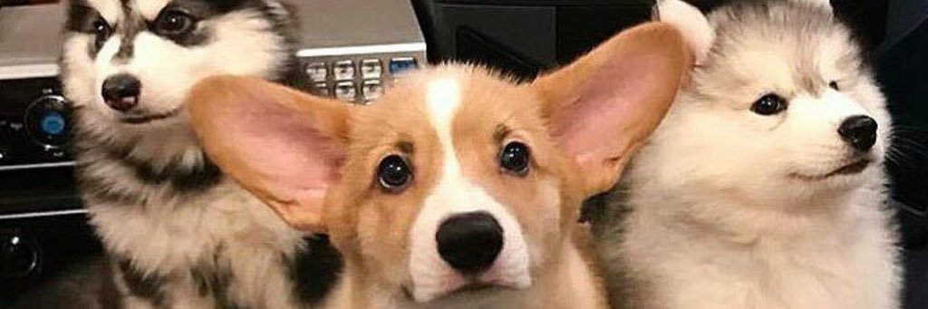 essafaustino's profile banner image