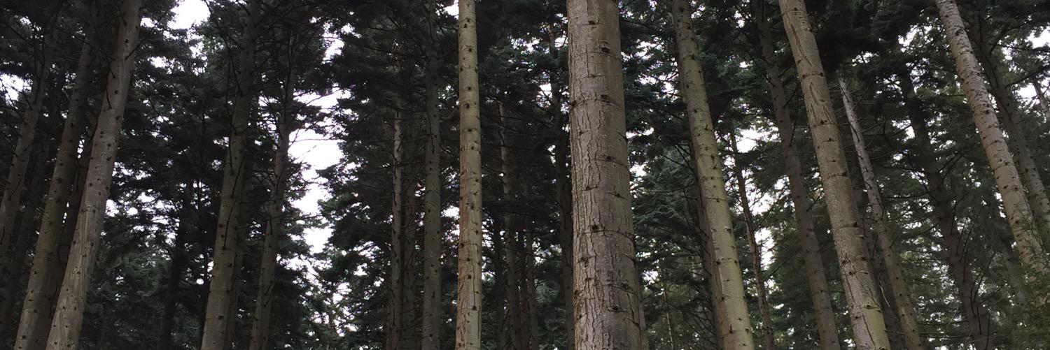 Epiphone1's profile banner image