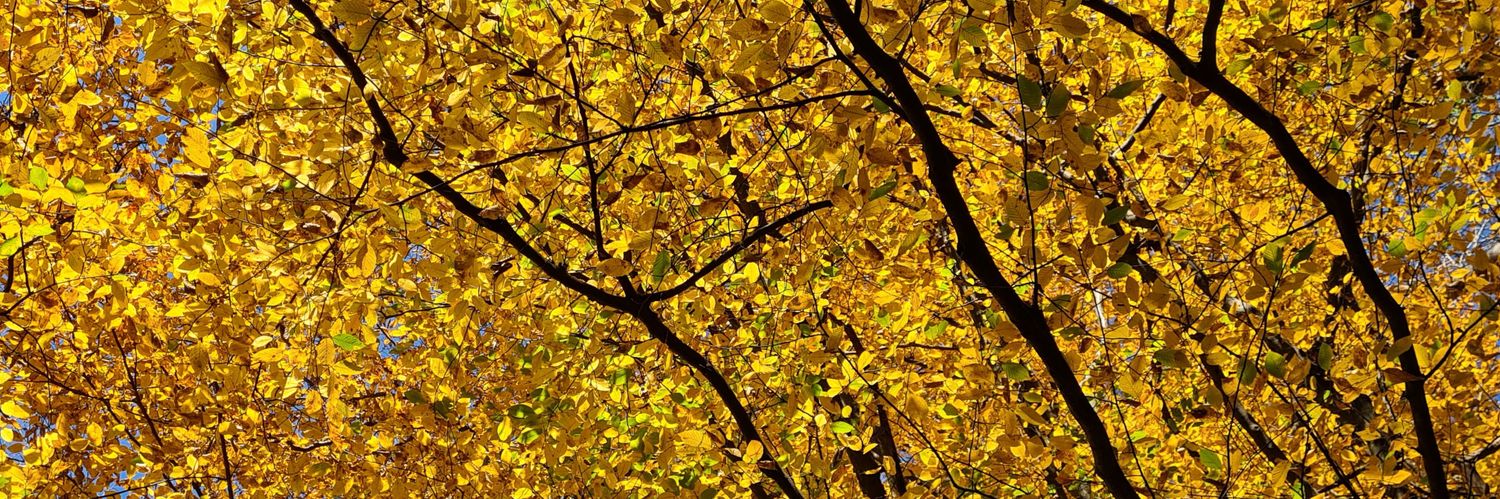 Markus_Inzinger's profile banner image
