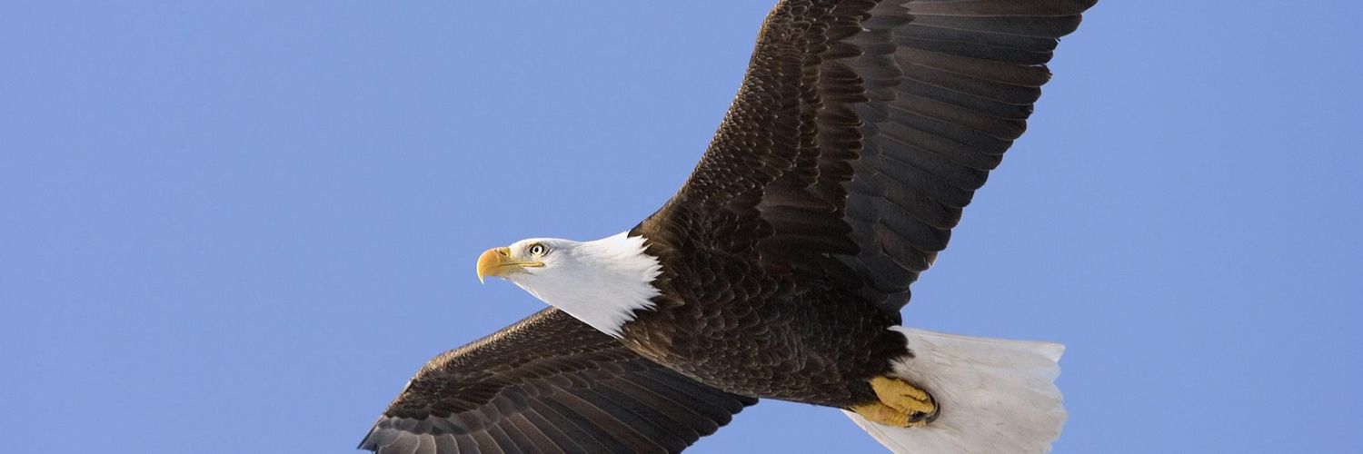 zirmanyak34's profile banner image