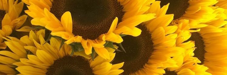 EmmaGuillermo's profile banner image