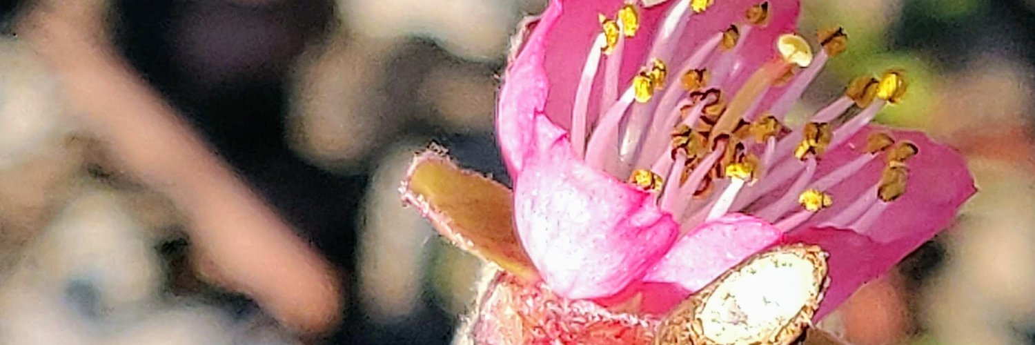 matthewdelsignore banner