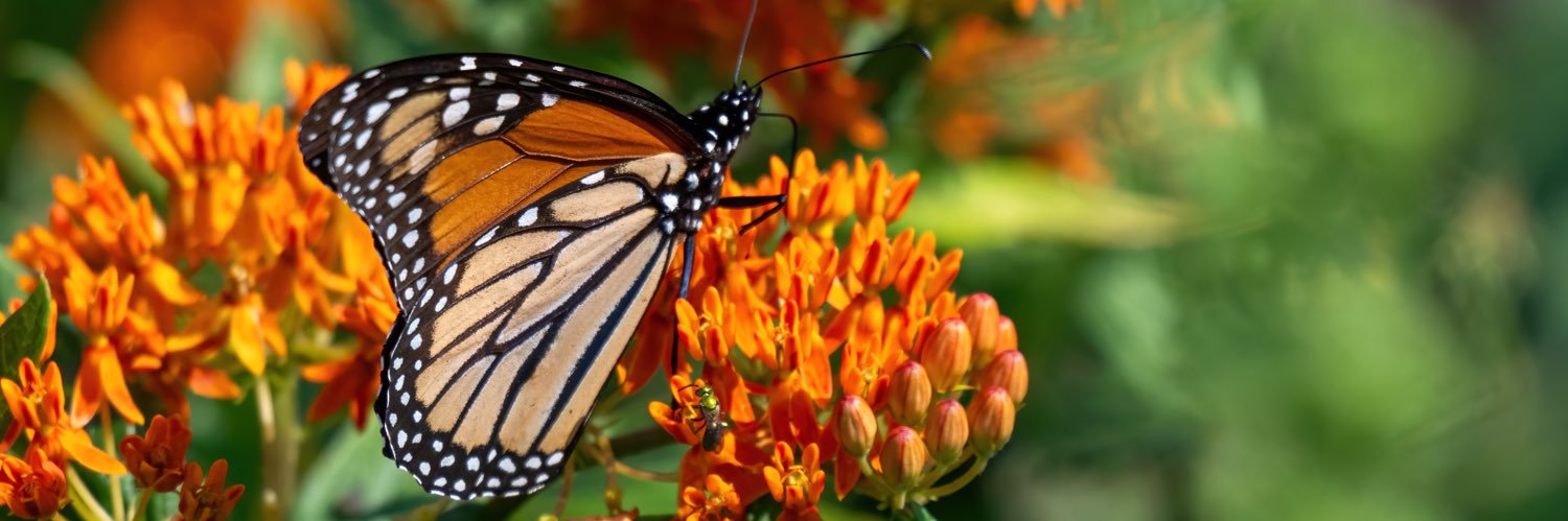 🦋💙DonnaForDemocracy💙🦋💔🐸 banner