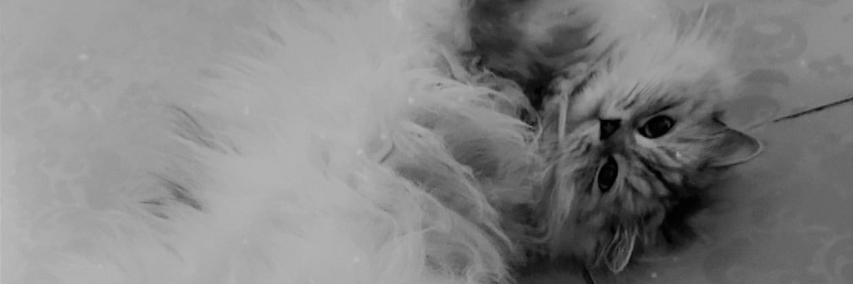 Fidelite1987's profile banner image