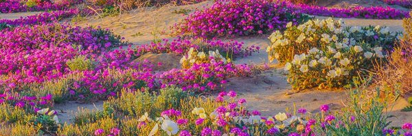 syllaHadramet Profile Banner