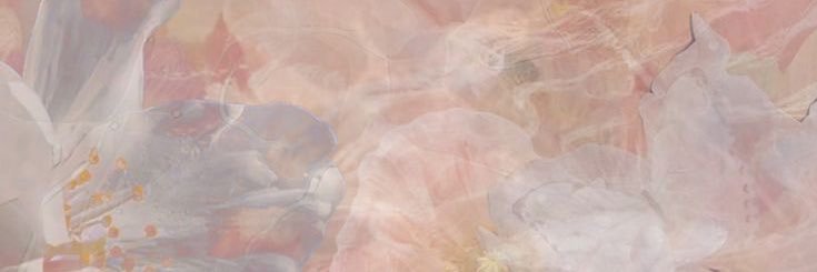 dashimarosuchan's profile banner image
